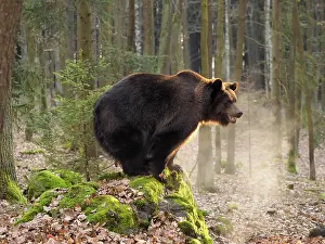 Balancing: Braunbr, Ursus arctos Braunbr, Ursus arctos