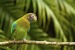 Parrots: Braunhauben-Papagei (Pyrilia haematotis)