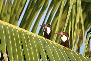 Kingfisher: Braunliestparchen (Halcyon smyrnensis) auf einer Palme in der Lagune von Puttalam Braunliestp