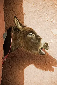 Braying: Braying Donkey at his stable at the world-famous
