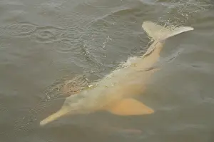 Boto: Brazil, Amazonas, Rio Tapajos, Santarem