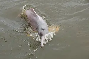 Boto: Brazil, Amazonas, Rio Tapajos, Santarem