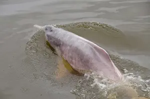 Boto: Brazil, Amazonas, Rio Tapajos, Santarem