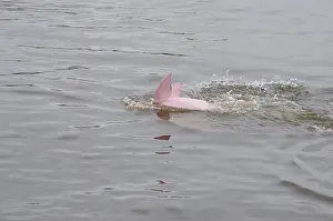 Boto: Brazil, Amazonas, Rio Tapajos, Santarem