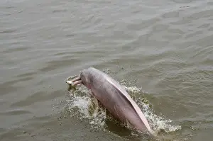 Boto: Brazil, Amazonas, Rio Tapajos, Santarem
