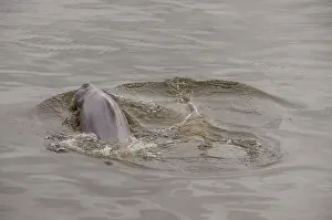 Boto: Brazil, Amazonas, Rio Tapajos, Santarem