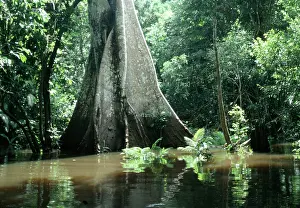 Andrea Florence: Brazil - flooded forest, Amazon
