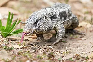 Scenting: Brazil, Mato Grosso, The Pantanal, golden tegu