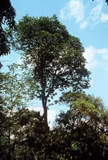 Excelsa: Brazil Nut Tree