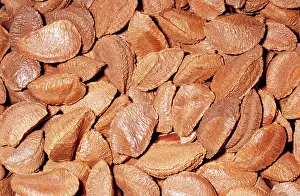 Excelsa: Brazil Nuts - in shell