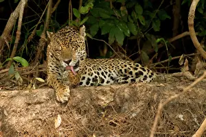 Mary: Brazil, Pantanal. Jaguar (Panthera onca)