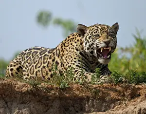Mary: Brazil, Pantanal. Jaguar (Panthera onca)