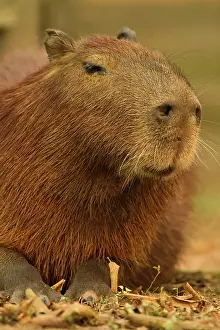 Mary: Brazil, Pantanal, Matto Grosso. Capybara