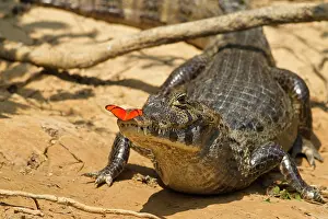 Mary: Brazil, Pantanal, Matto Grosso. Spectacled