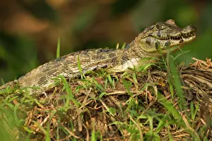 Mary: Brazil, Pantanal, Matto Grosso. Spectacled