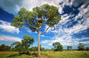 Jabiru: BRAZIL - Pantanal, tree with Jabiru nest