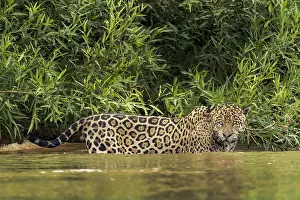 Homonyms: Brazil, Pantanal. Wild jaguar in water. Credit as: