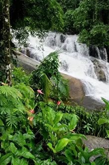 Serra: Brazil, Parati (Paraty). Atlantic Forest