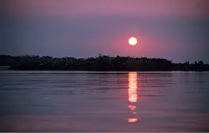 Circles: BRAZIL - Sunset over egret roost