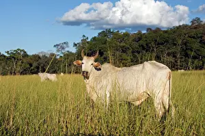 Beef: Brazilian Cattle Ranch