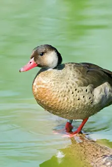 Brasiliensis: Brazilian Duck