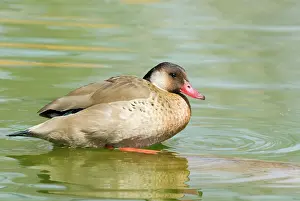 Brasiliensis: Brazilian Duck