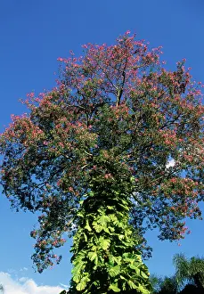 Epiphyte: Brazilian Floss SILK Tree - with epiphytes