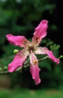 Speciosa: Brazilian Floss SILK Tree - flower