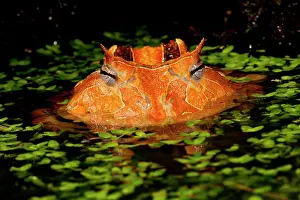 Cornuta: Brazilian Horn Frog, Ceratophrys cornutus