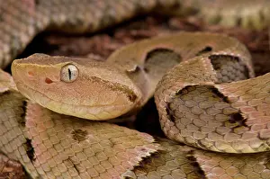 Bothrops: Brazilian Lancehead (Bothrops moojeni), Brazil