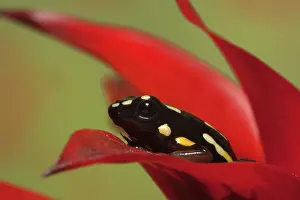 Dendrobates: Brazilian Nut Frog
