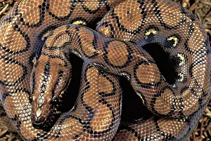 Constricting: Brazilian rainbow boa