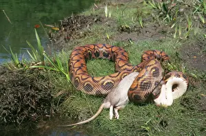 Boidae: Brazilian Rainbow Boa feeding on rat