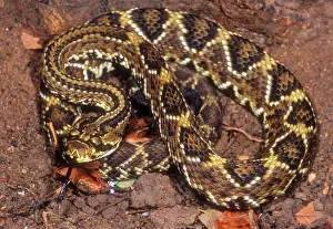 Durissus: Brazilian Rattlesnake