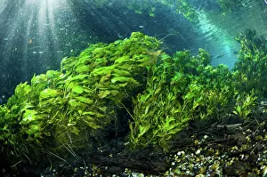 Pondweed: Brazilian River Underwater