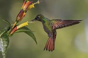 Nectar: Brazilian Ruby (Clytolaema rubricauda) flying and feeding at a flower in the Atlantic rainforest of southeast Brazil