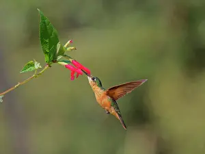 Hummingbird: Brazilian Ruby Hummingbird female at flower Heliodoxa