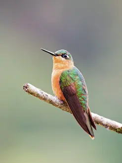 Heliodoxa: Brazilian Ruby Hummingbird female Heliodoxa rubricauda