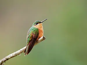 Hummingbird: Brazilian Ruby Hummingbird female Heliodoxa rubricauda