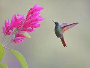 Heliodoxa: Brazilian Ruby Hummingbird male at flower Heliodoxa