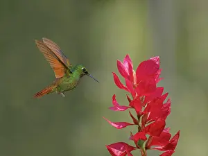 Hummingbirds: Brazilian Ruby Hummingbird male at flower Heliodoxa