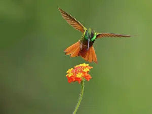 Hummingbirds: Brazilian Ruby Hummingbird male at flower Heliodoxa