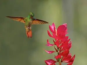 Hummingbirds: Brazilian Ruby Hummingbird male at flower Heliodoxa