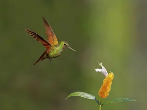Hummingbirds: Brazilian Ruby Hummingbird male at flower Heliodoxa