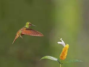 Hummingbirds: Brazilian Ruby Hummingbird male at flower Heliodoxa
