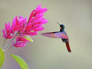 Hummingbirds: Brazilian Ruby Hummingbird male at flower Heliodoxa