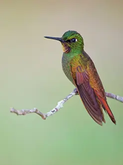 Hummingbirds: Brazilian Ruby Hummingbird male Heliodoxa rubricauda