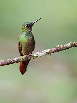 Hummingbird: Brazilian Ruby Hummingbird male Heliodoxa rubricauda