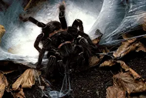 Tarantulas: Brazilian Salmon Pink Tarantula / Bird-eating Spider