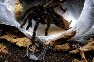 Tarantulas: Brazilian Salmon Pink Tarantula / Bird-eating Spider